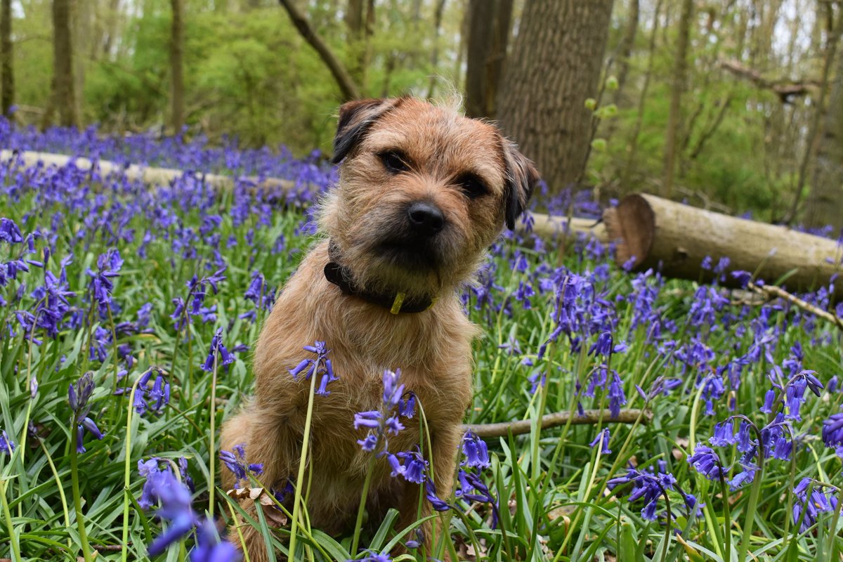 @misheleneous @mancmade @dotty4paws @GoodVetPetGuide @HandmadeHour @numondaycom @Etsy @EtsyMCR @MadeinBritainGB Followed & Retweeted 
Aww I'd LOVE to give a tea towel a home !! Here's my border terrier pooch gaston 
@LolaShipway