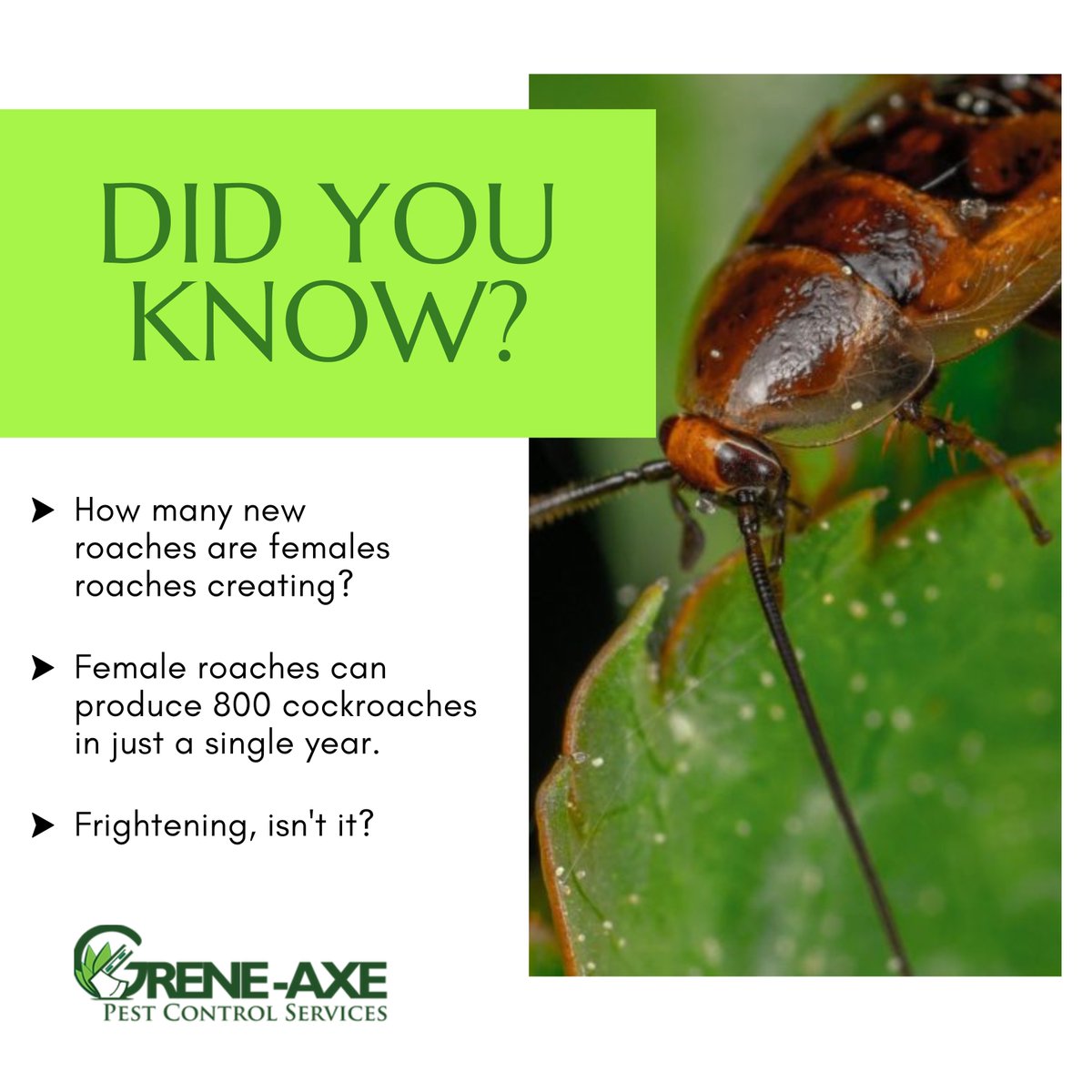 In three to four months, those baby roaches will develop into fully grown adults. 
---
🌐 greneaxe.com
.
#greneaxepestcontrol #pestcontrol #pestcontrolservice #pest #termitecontrol