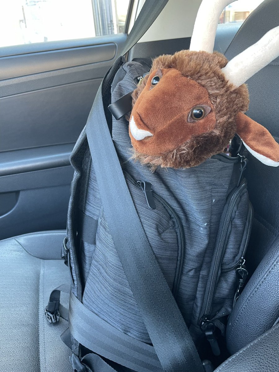 He wants to know where he’s going 👀…
Every now &amp; then, he could use a small vacation from the #powerhouse #8355 
#WestNewYork #GOAT #NJHudson <a href="/LeahNJN/">Leah</a> 🏆 #TeamMagenta 
He’ll be back in no time 💪