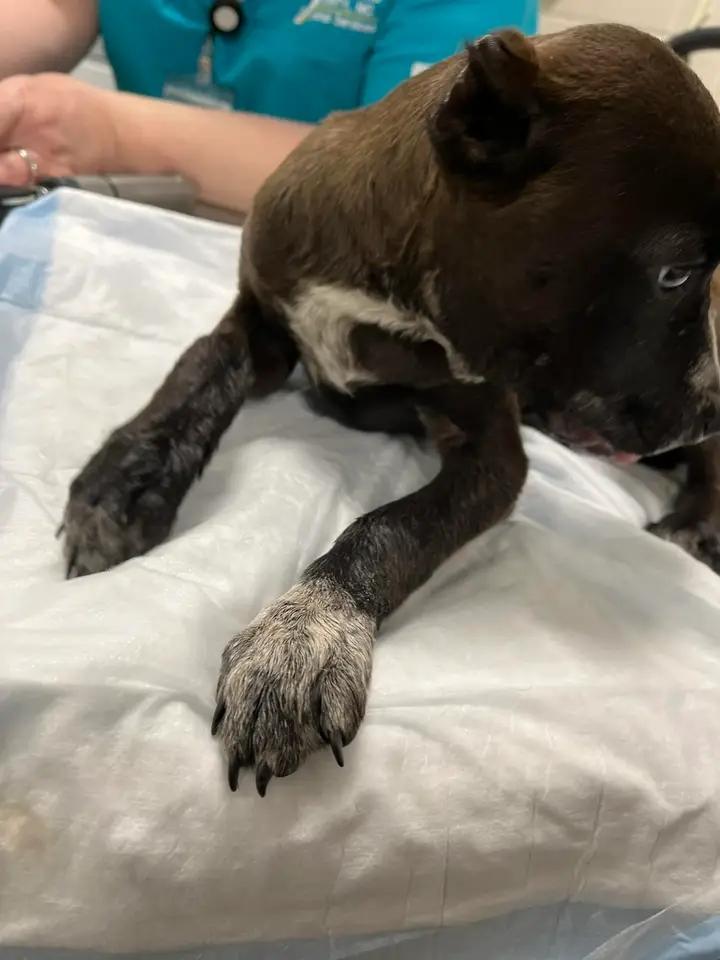 SAFE!  Rescued

    It’s the Tueyest Tuesday ever…so many pups in need today. 

This sad puppy was surrendered after being attacked by another dog who broke her jaw. Her short 13 weeks of life have been unfair to her.