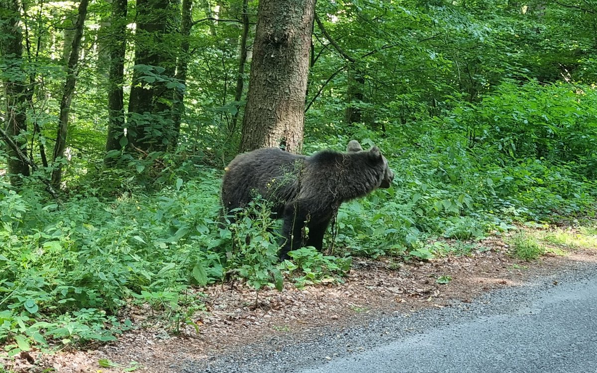 Lastly, the charismatic 🐻  come into focus and @guillemrubio @SvetoslavaTonc @George_Iorda explore the ways in which #brownbears often become #political animals, rendering them as objects of #conservation & management through #hunting, and the ways #ecotourism commodifies 🐻 4/