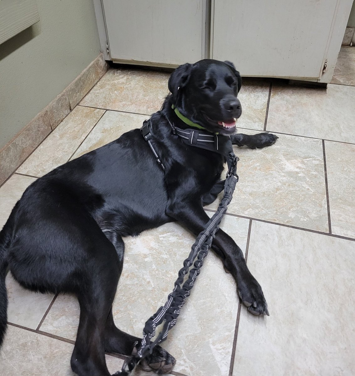 Bella here! I went to the vets for a check-up. Mom said I was the bestest girl! 😊❤️🐾 #dogsoftwitter