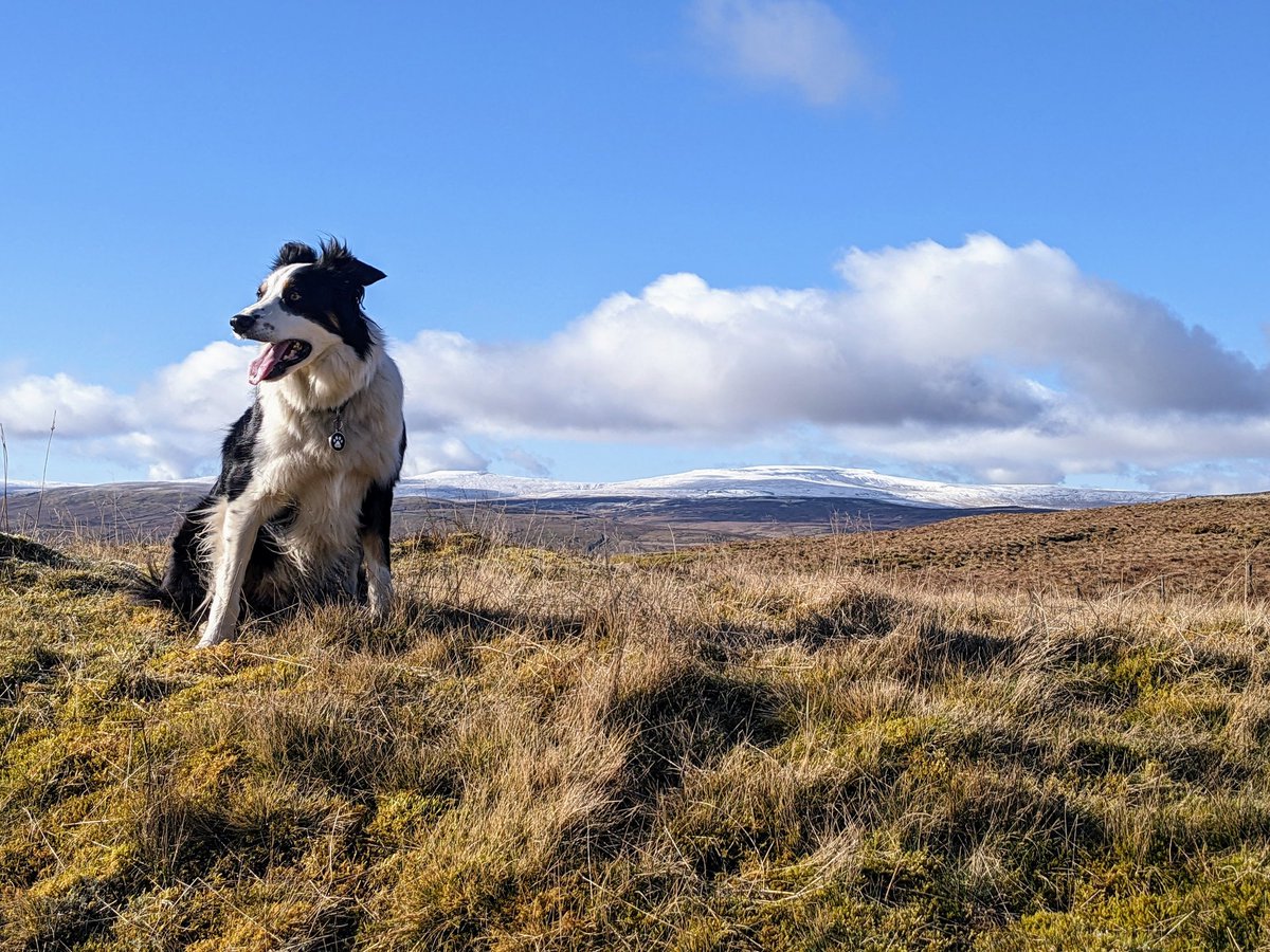 Wilderness therapy. With collie, naturally.

#NorthPenninesAONB #dogs #Bordercollie #snow #CrossFell