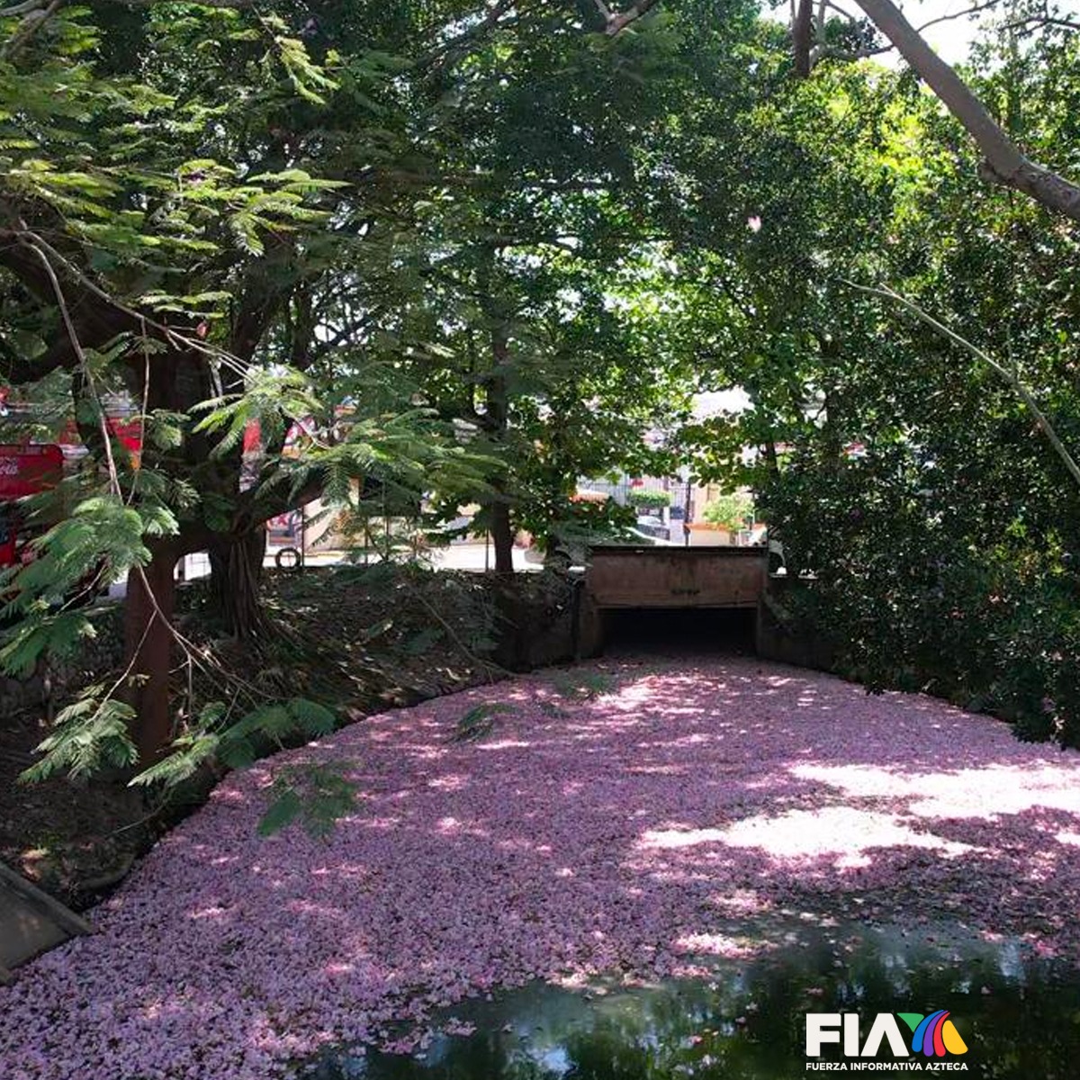 AztecaNoticias's tweet photo. @embjpmx No es por presumir pero mire que chulada tenemos en #Tabasco 🌸😋
Ya llegó la #primavera y con ella, la #floración de los #macuilis que con su típico color morado adornan calles y avenidas, creando alfombras únicas.
Ven, ven, ven🎵 Vamos a Tabasco, que Tabasco es un #edén. https://t.co/pXjE0Ae7vY