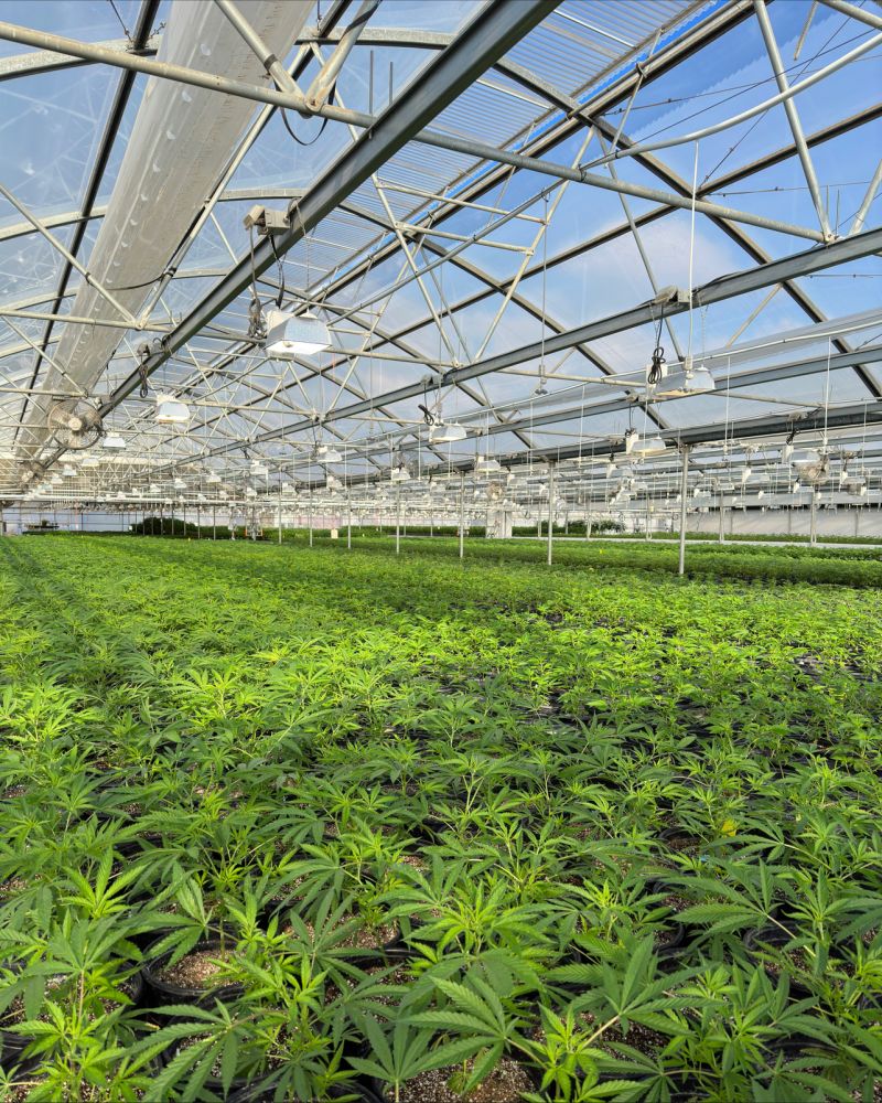 Talk about a room with a view 😍 $LOWLF $LOWL 

📸 Head Grower Ivan Ruiz