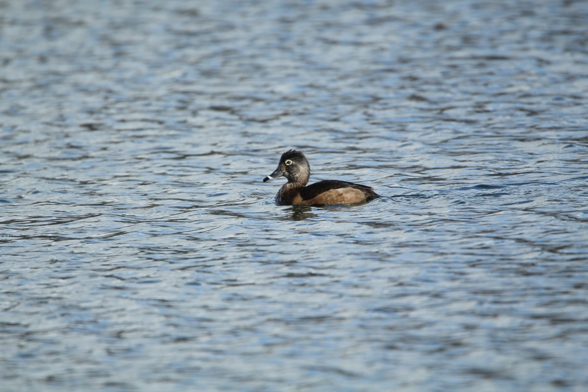A few more from my #walk around Dishley Pool in #Loughborough today. #birdwatching #birdwatch #birding #naturelovers #birdphotography #TwitterNaturePhotography The female Ring Necked Duck is still present.