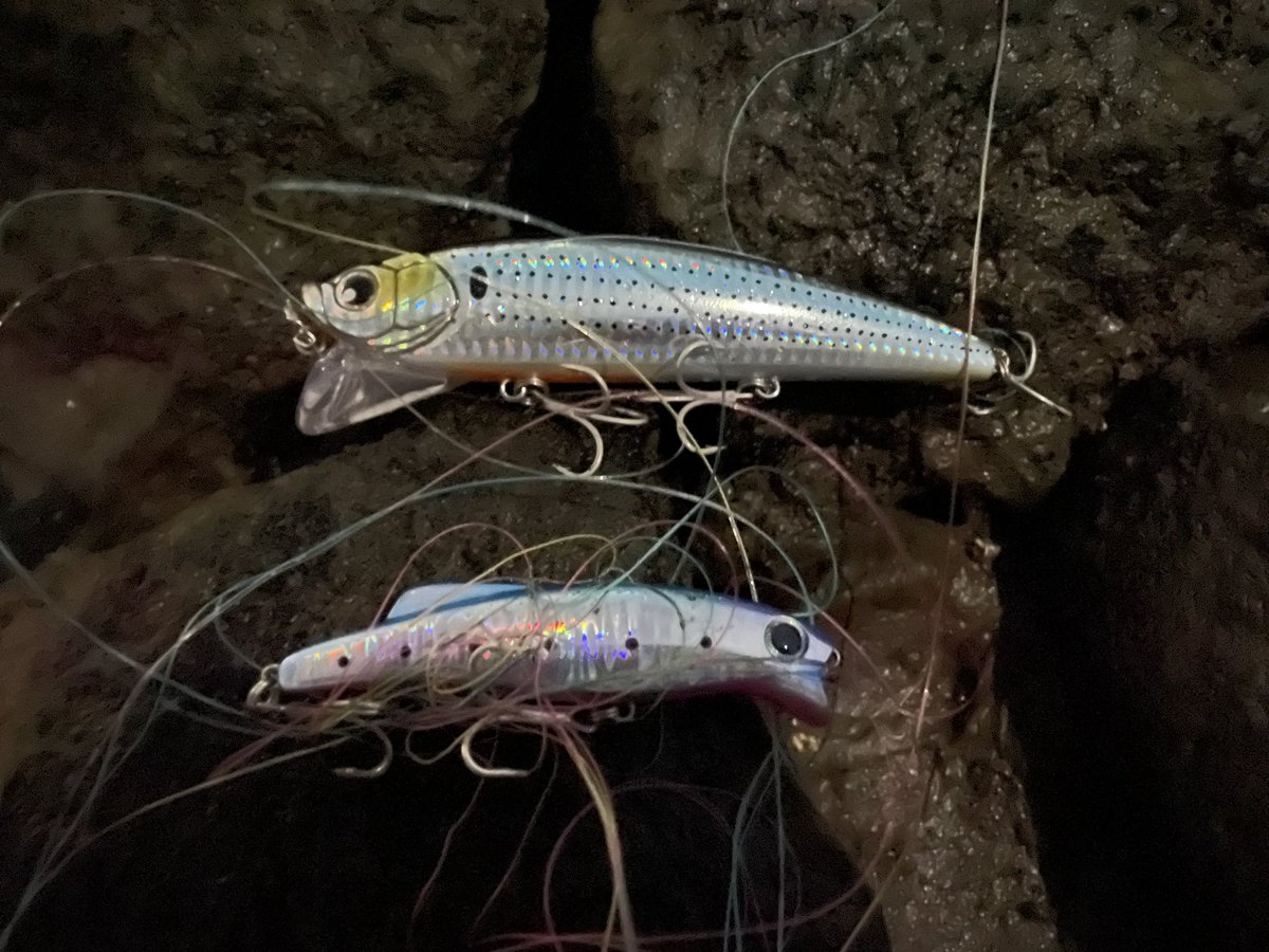 ABU100NX's tweet photo. 本日の釣果
コノシロ 16cm くらい…?
せっかく回収したけど、ビッグベイトは使わないな…
#ルアーフィッシング
#シーバシング
#シーバス
#ベイトタックル
#ABU
#ambassadeur
#3500CALimited
#コノシロ
#WAKEYBOO https://t.co/bVl7ZKm5Gq
