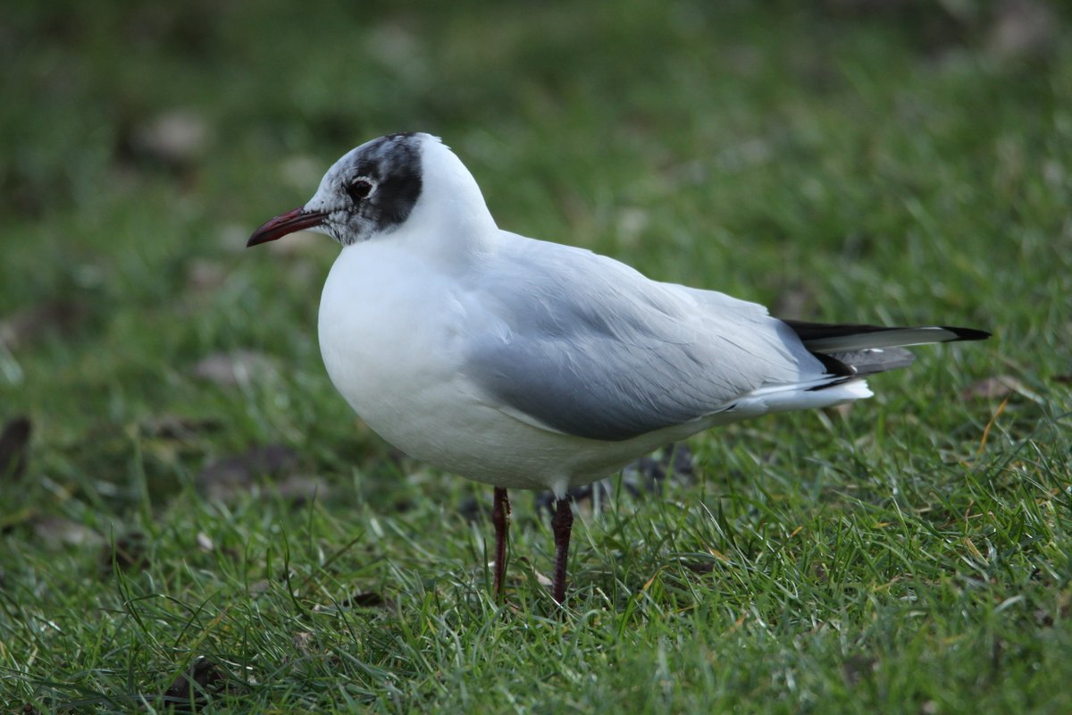 Last few from my #walk around Dishley Pool in #Loughborough today. #birdwatching #birdwatch #birding #naturelovers #birdphotography #TwitterNaturePhotography #birds #twitterbirdphotography