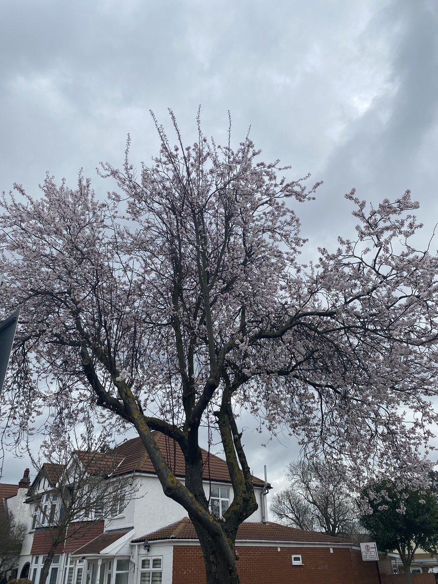 EdensTrust's tweet photo. Sign of Spring and a symbol of hope! https://t.co/wAFw7TQO3b