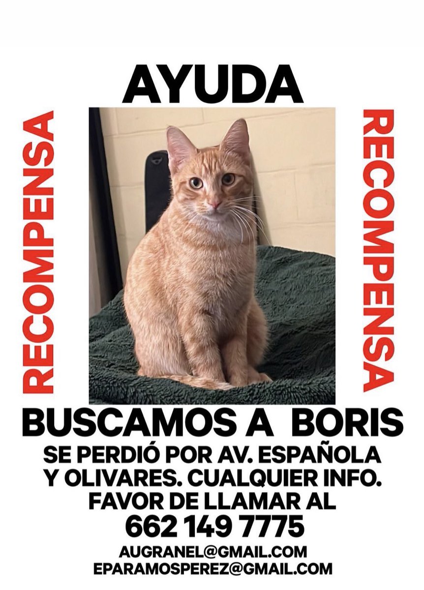Boriiiis, dónde andas Borolas?? 😩🐈