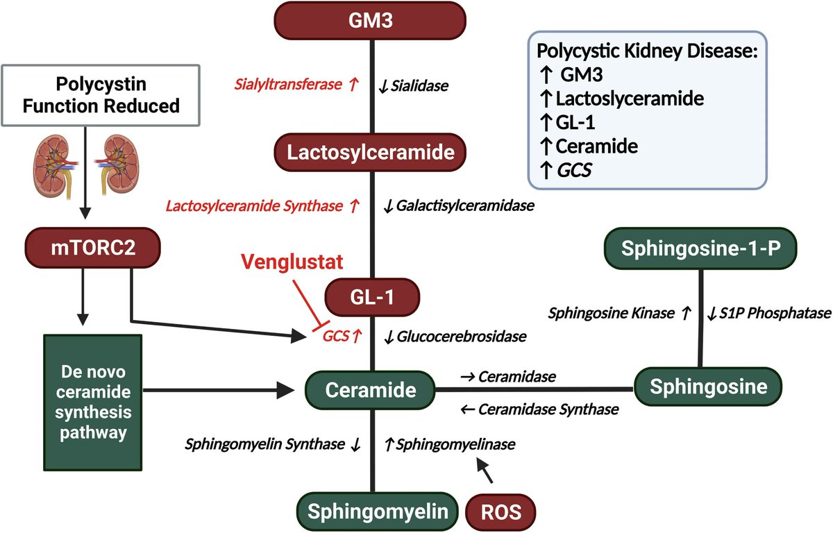 Targeting Glycosphingolipid Metabolism in ADPKD: Another Roadblock for Treatment buff.ly/3EZzJw9 @CortneySteele