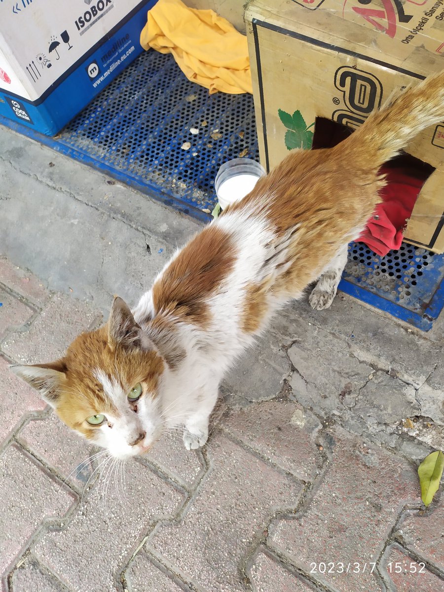 Liyavemavi's tweet photo. Sokakta baktığım bir can cok hasta ağzında çürük ve yaraları var gittikçe zayıflıyor. Bütün gün yoldan gelen geçene koşuyor bir umut.😔 Kliniğe tek başıma alma şansım yok.Testleri yatışı 2-3 bin civarı tutucaktir. Kliniğe alsam tedavisi için yardım eder misiniz https://t.co/BeVufdL3Nb