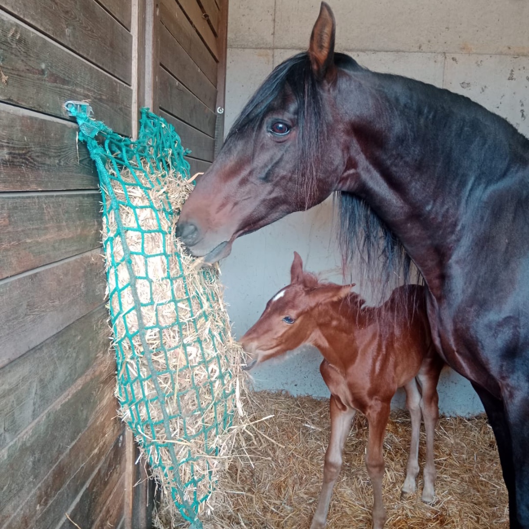 portoverde's tweet photo. Los peques de la casa también disfrutan de sus redes Portoverde.
Gracias Yeguada Carmen Martinez Guisado
https://t.co/oT5HpEKpLZ
#horse #equino #ecuestre #portoverde #lareddemicaballo #redesheno #heno #slowfeeding #redesparaheno #slowfeeder https://t.co/jXtaVop7R1