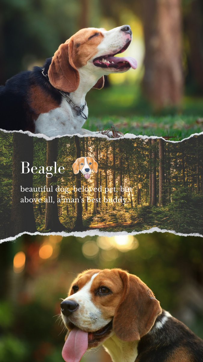 OMGBeagle's tweet photo. What is a beagle? 

#OMGBeagle #beagle #beaglelove https://t.co/wxPXtq4kR6