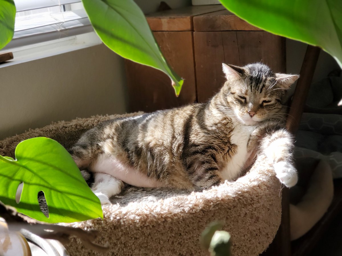 One of Tommy's favorite sunny spots 💛 #bellyshot #Tommy #catseverywhere #myfreeloaders #pieceofmyheart #seniorcat 
#adopt #rescue #foster #donate #educate #network #cats #sheltercat #savealife #tnrsaveslives #tnr #fosteringsaveslives