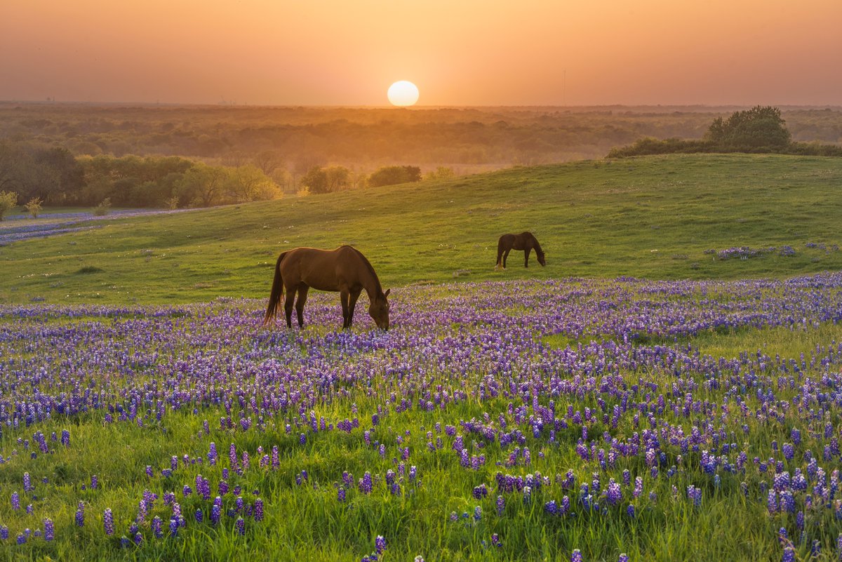 Bluebonnets were adopted as the Texas State Flower 122 years ago today on March 7, 1901. 
*Photo taken in April 2022. 
#texasbluebonnets #stateflower #ennistx #bluebonnets