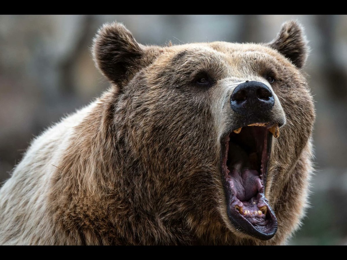 The National Park Service Warns People To NOT Push Their Slower Friends Down When Running From Bears barstoolsports.com/blog/3458715/t…