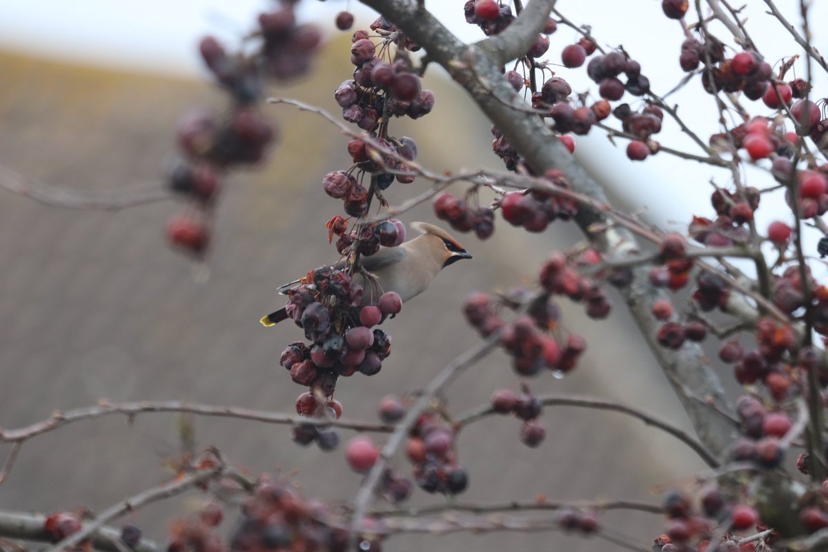 Alex Beilby tweet media