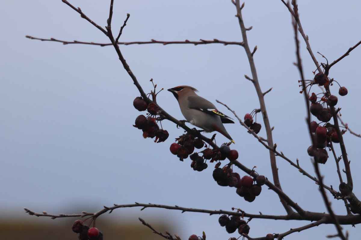 Alex Beilby tweet media