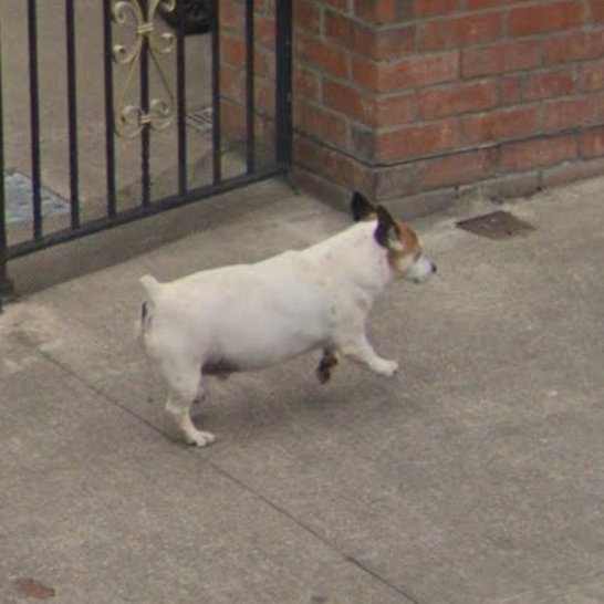 Animals of Street View (Ireland) tweet media