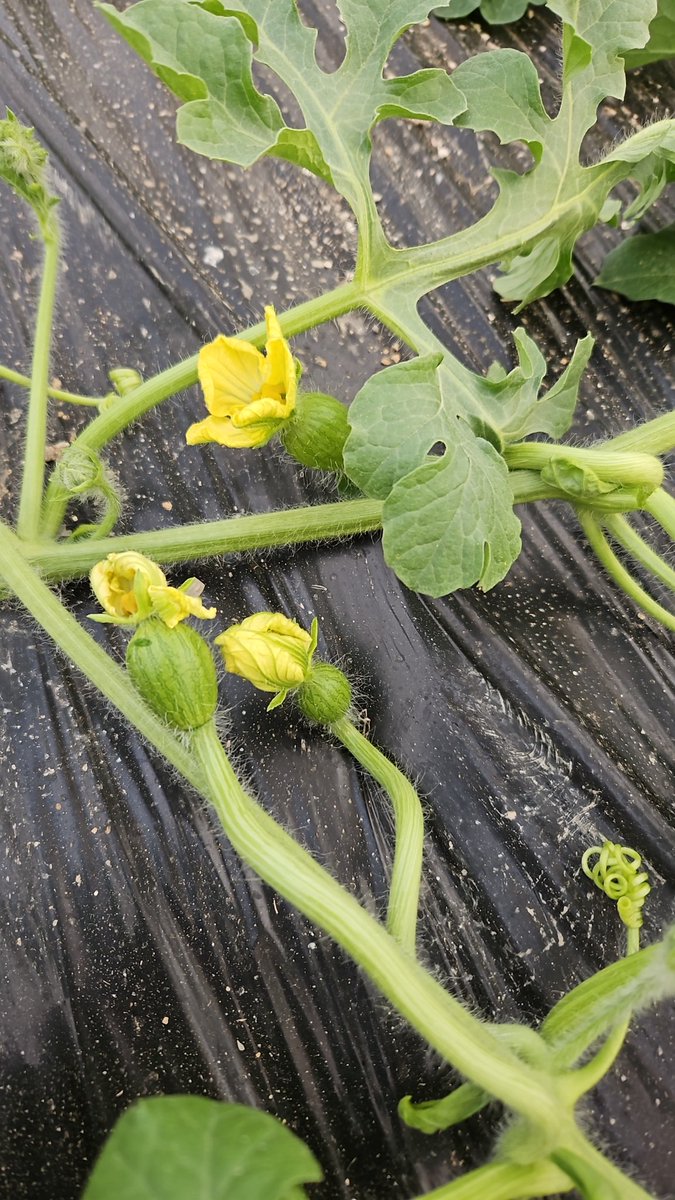 luistrillomata's tweet image. Bienvenida primavera...