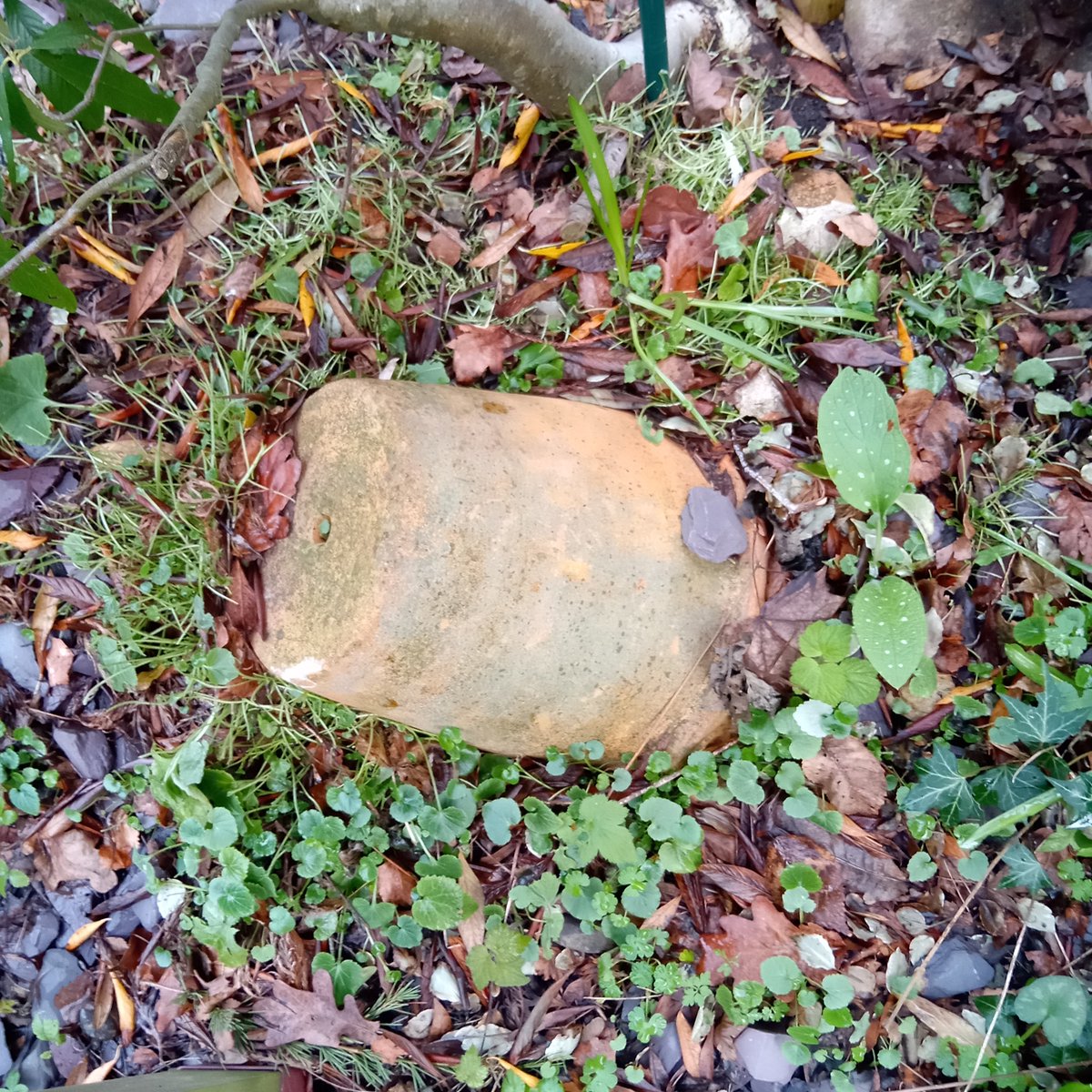 GordonB41266855's tweet image. @WaspWoman last summer there was a yellowjacket nest under this upturned pot. They would appear at ground level from the pot, not the drainage hole in the end. If I read your most excellent book #EndlessForms correctly the best is now abandoned, correct?