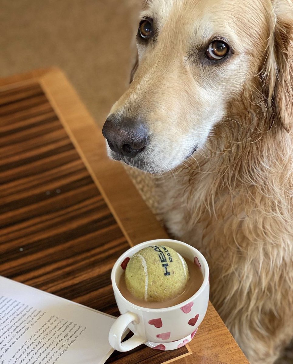 This is Hugo. You said that a cup of coffee was the most important part of your day, and he took that personally. 13/10