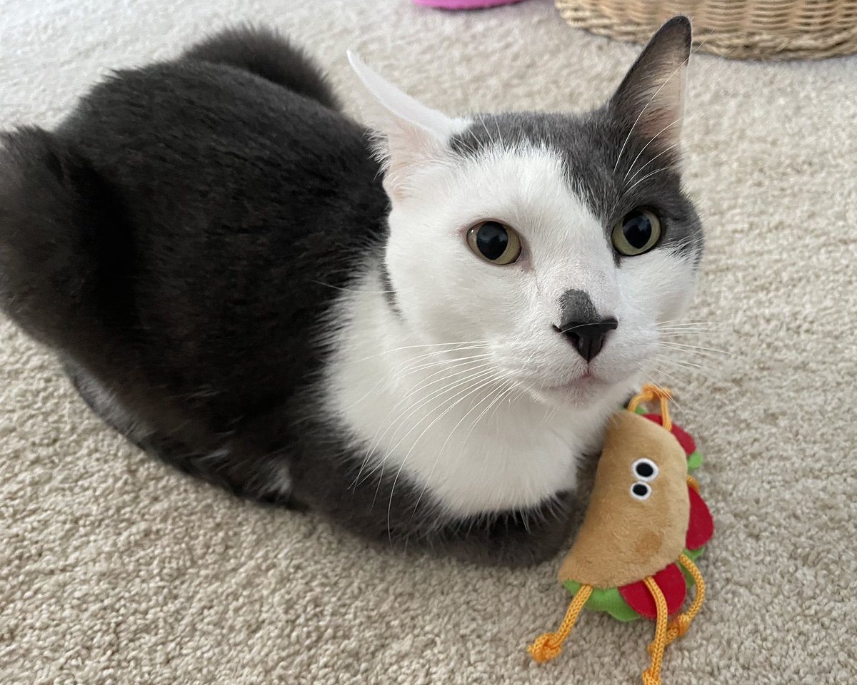 It’s #TacoTuesday. Mom says she thinks <a href="/PickliciousF/">Pickle</a> is responsible for the worldwide taco shortage.