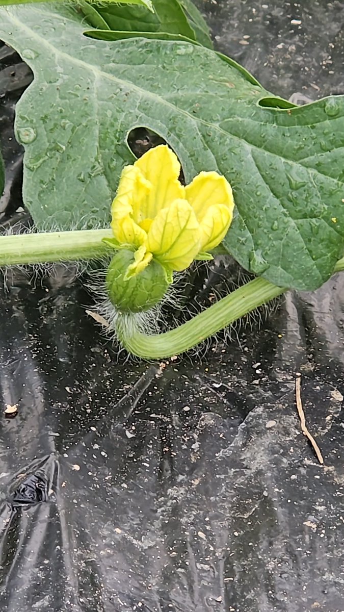 luistrillomata's tweet image. Bienvenida primavera...