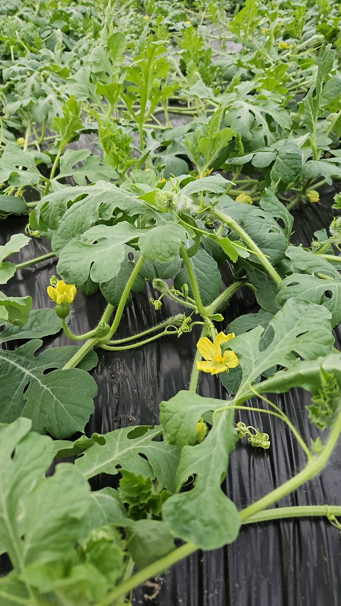 luistrillomata's tweet image. Bienvenida primavera...