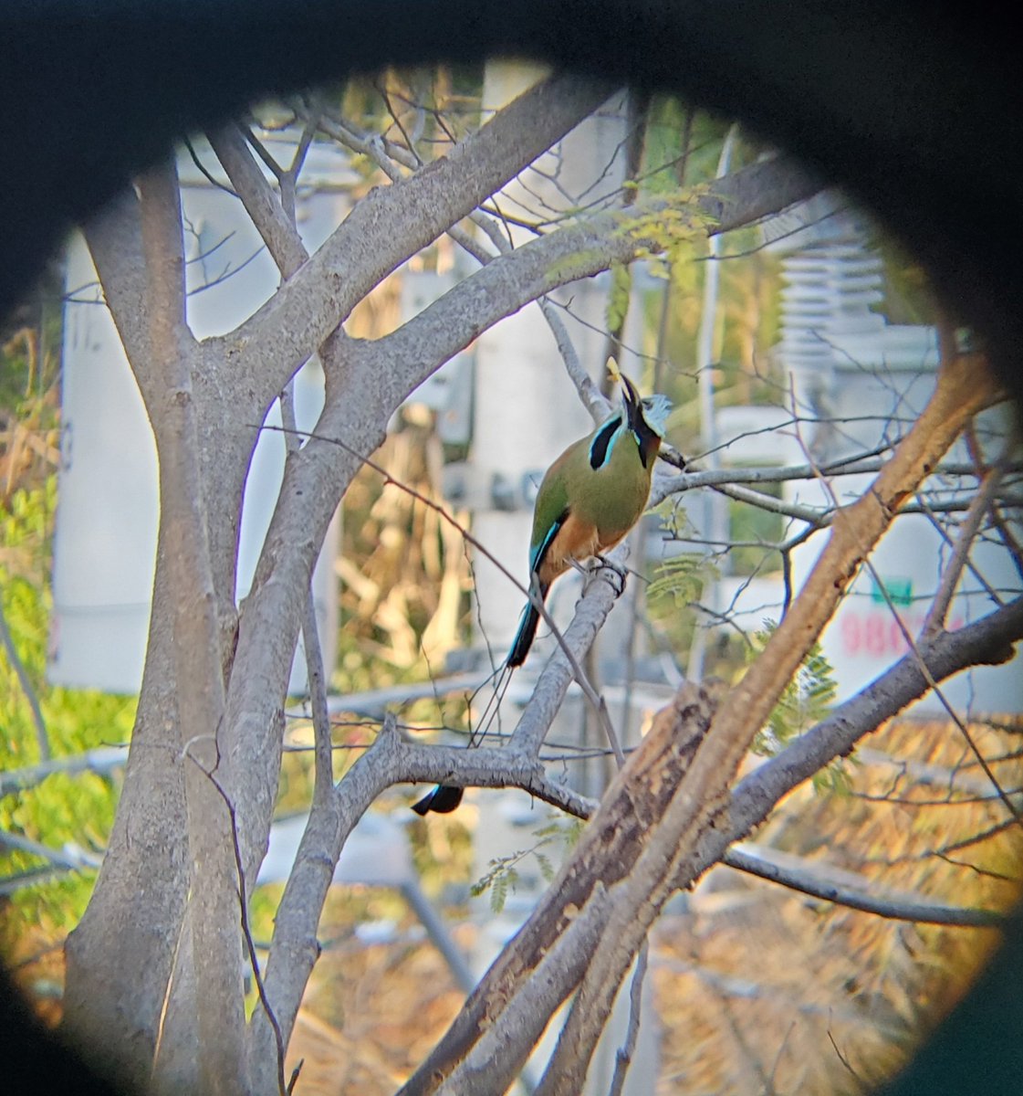 Turquoise-browed motmot wooing a female just out of frame with a delicious bug he caught. Photo taken thru binos in #CostaRica - Guanacaste Province. #birding #citizenscience