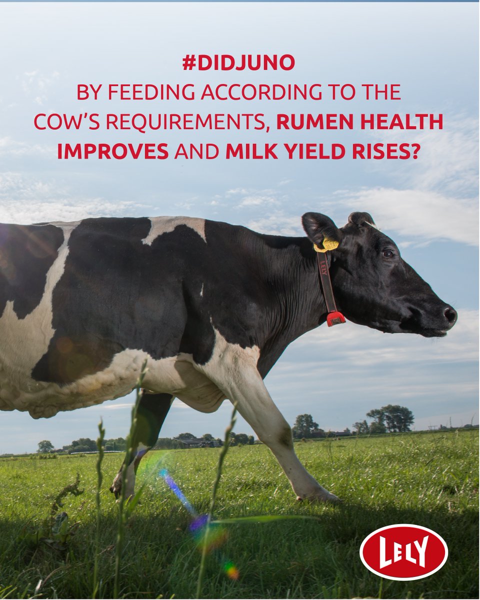 DairyRobot's tweet image. #DIDJUNO, by feeding according to the cow’s requirements, rumen health improves and milk yield rises?

#Lely #LelyRobot #LelyQwes #LelyDairy #Dairy #Milk