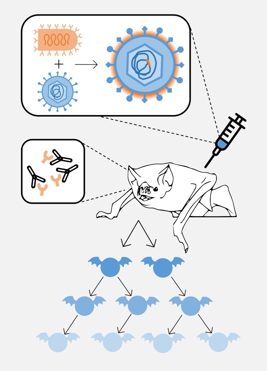Megan3Griffiths's tweet photo. 🔈 New Publication! 

(🧵1/6) We are excited to share our new article exploring a #VampireBat betaherpesvirus as a transmissible #vaccine against #rabies, published in @PNASNews!

Read 👉 https://t.co/7bsoOSxOH1
#PNASauthor #CVRBats 🦇 https://t.co/7yOiURuJkW