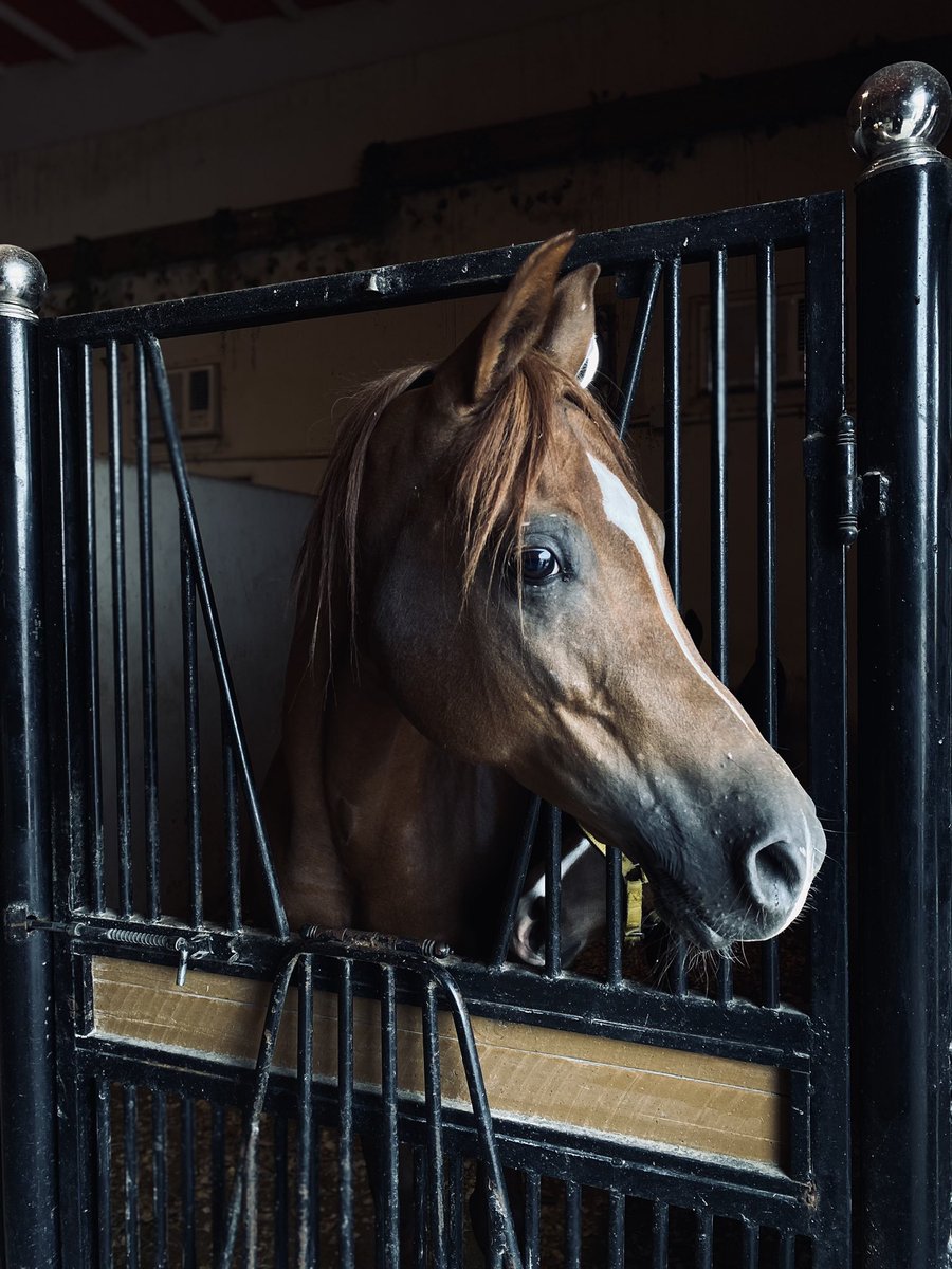 _Horselife's tweet photo. https://t.co/xOnDt3YR8C