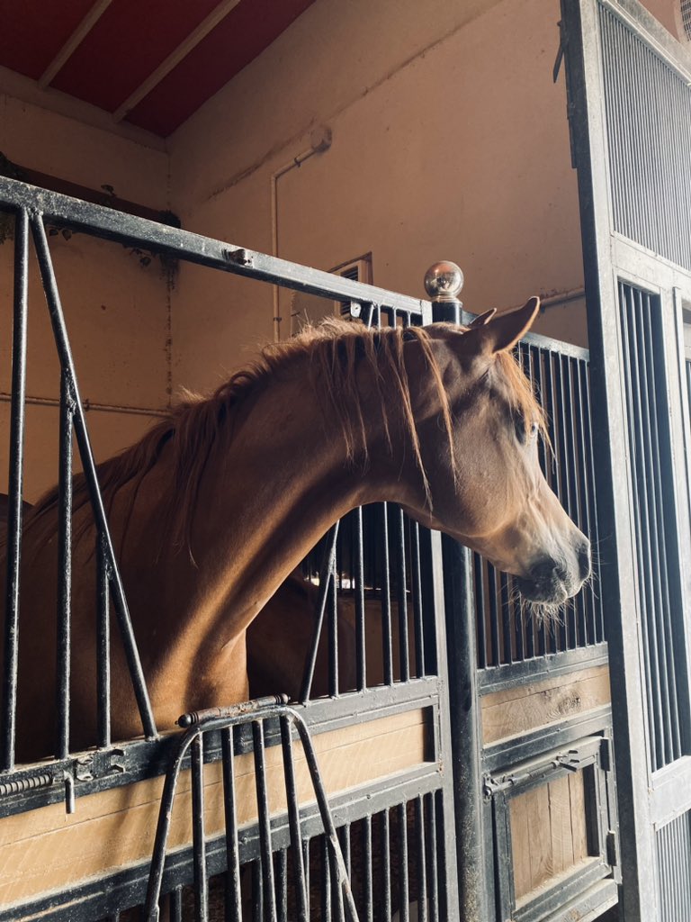 حياة الخَيل🐎. (@_horselife) on Twitter photo 