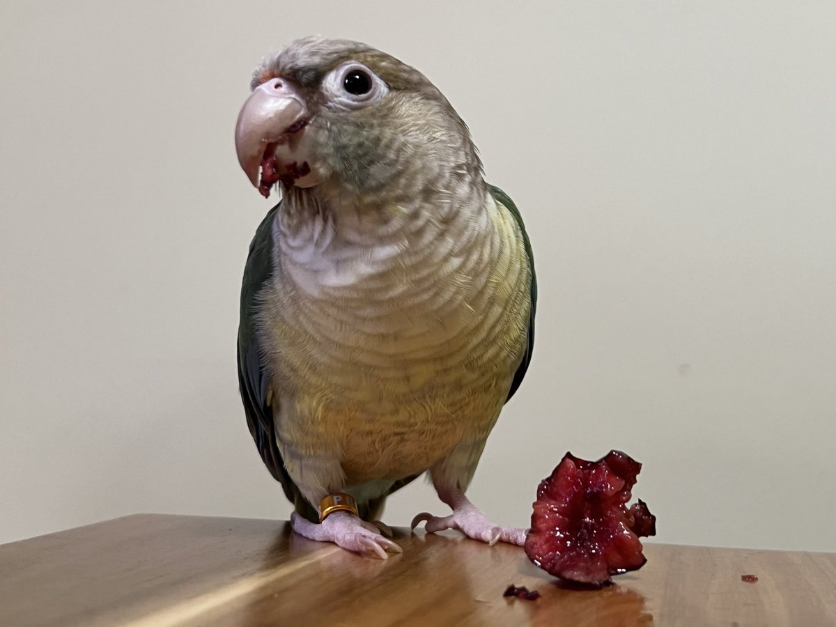 CanadianKayMD's tweet photo. @PrideEM_org Queer rural emerg doc on beautiful Prince Edward Island, on the east coast of Canada. Single mom of 4 kids, lots of pets, very nerdy about science and sci fi!

I post a lot of pictures of my birds (this is Leia) and dog, Jedi. https://t.co/dcbqaaQ85j