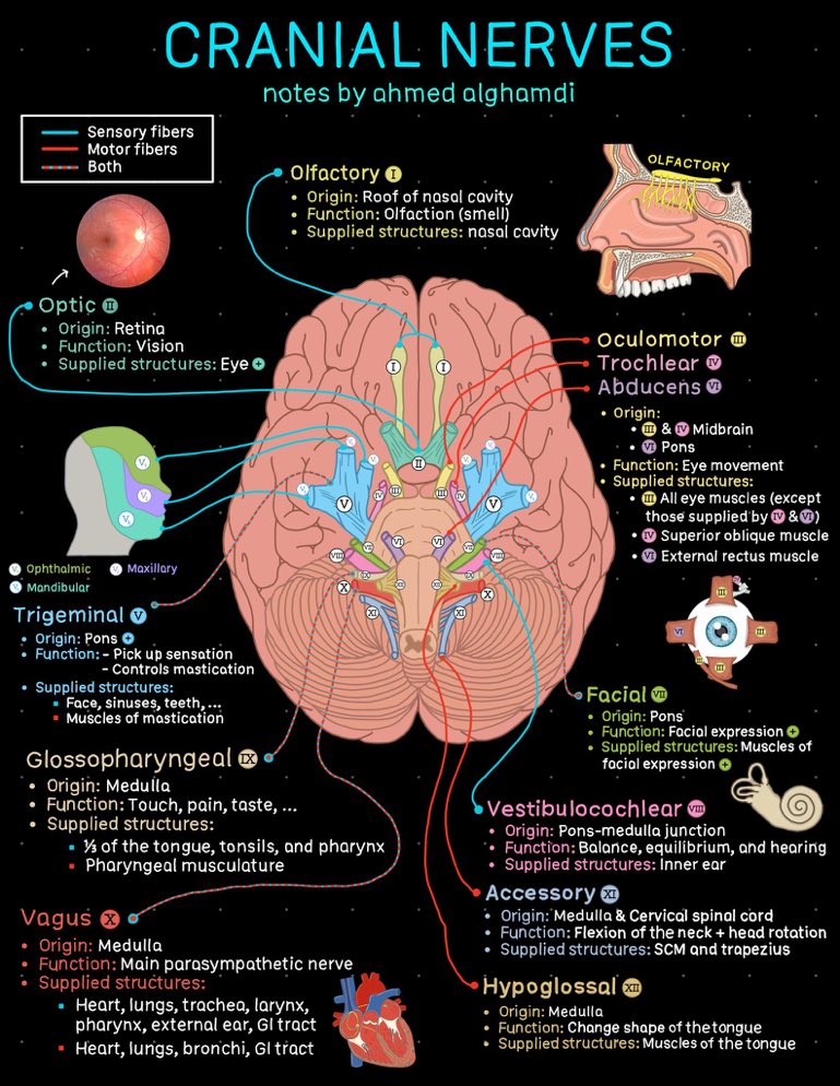 Oren Gottfried, MD tweet media