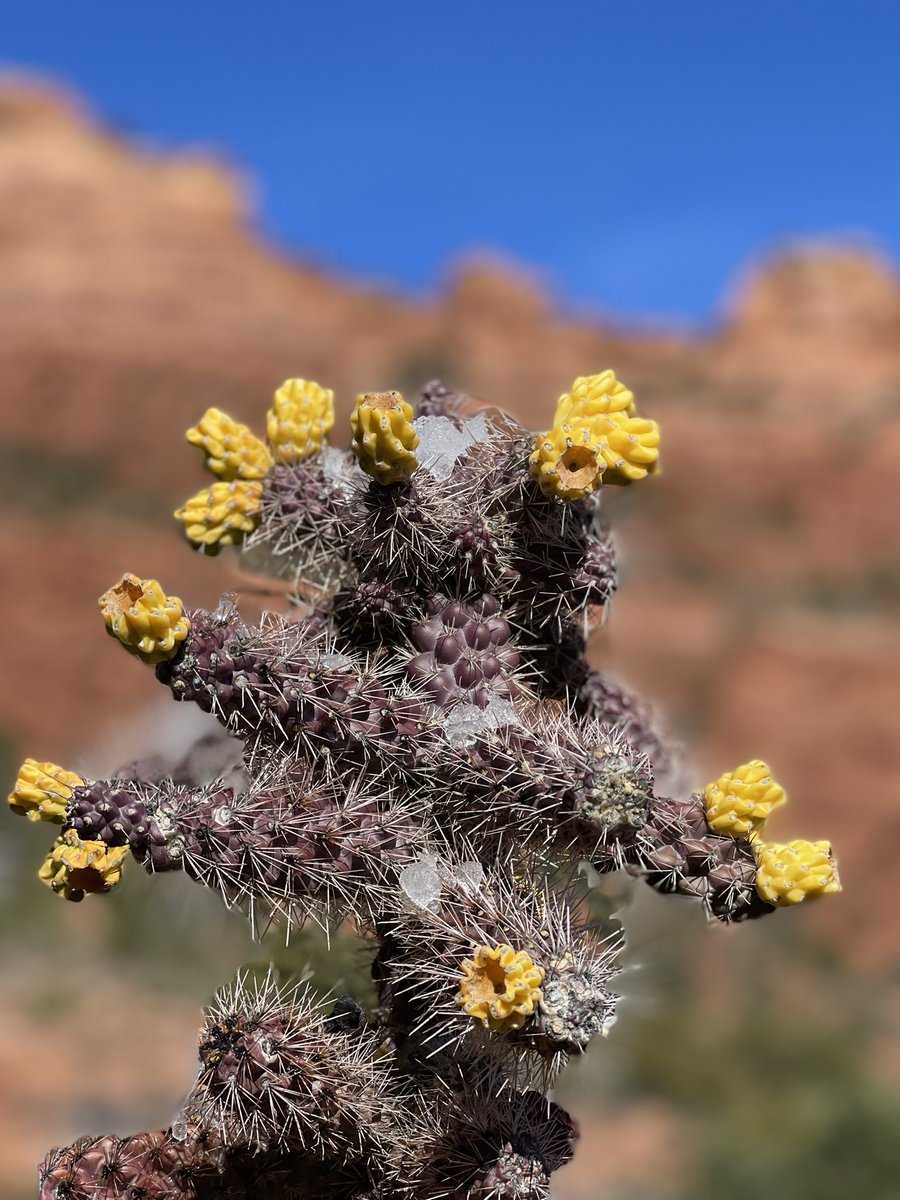 Spent the weekend in Sedona hiking in the Red Rocks Secret Mountain Wilderness.🤩 Call me when spring finally makes it to Montana… #hikeaz #sedona #redrocks