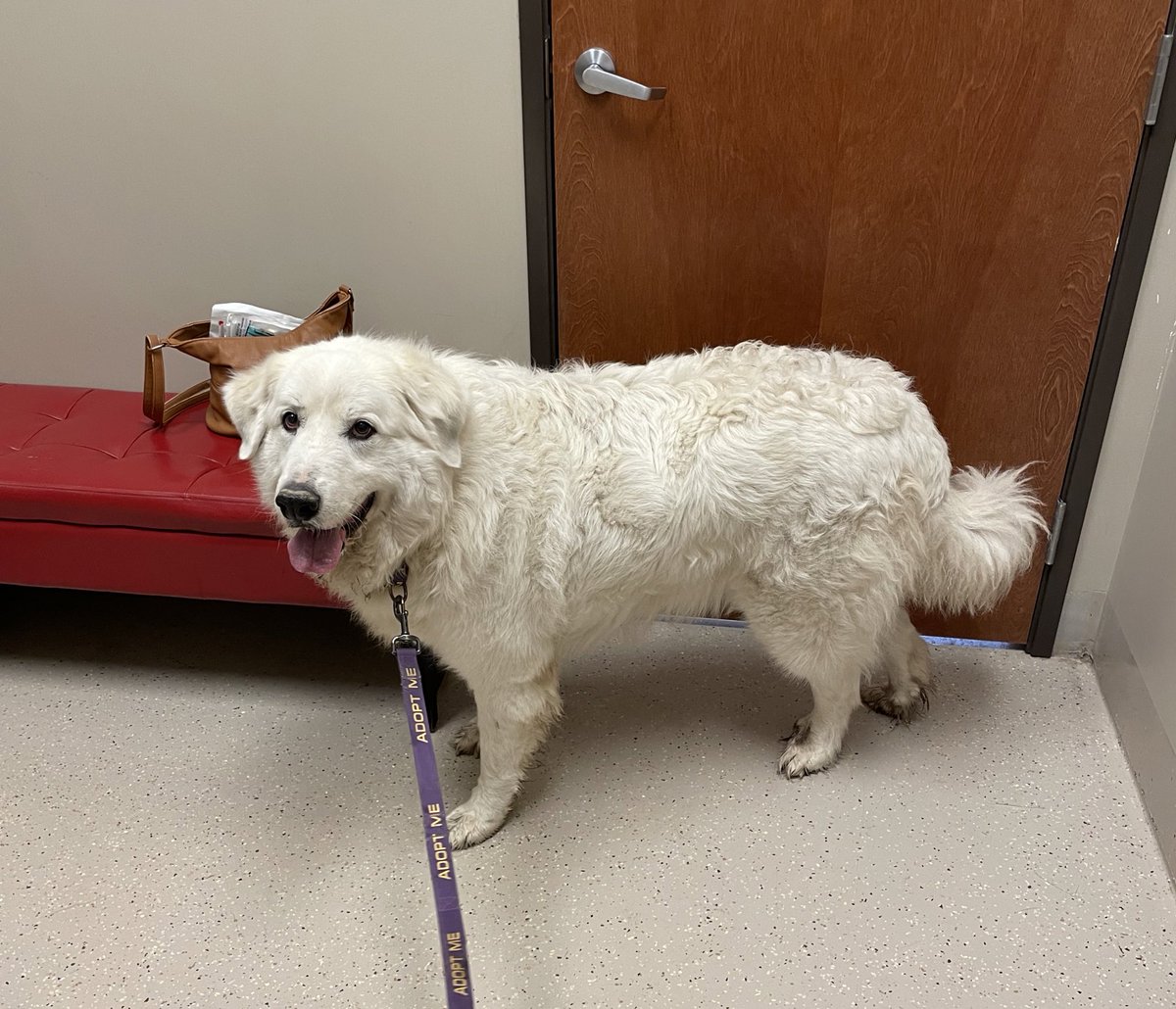 BluebonnetRescu's tweet photo. Miss Lovey had her annual checkup today and as expected, got a clean bill of health. Tomorrow she will get a few goats of her own, so today is her last day to have the paddock all to herself. #greatpyrenees #rescuedogsoftwitter https://t.co/TKG1hlPoXb