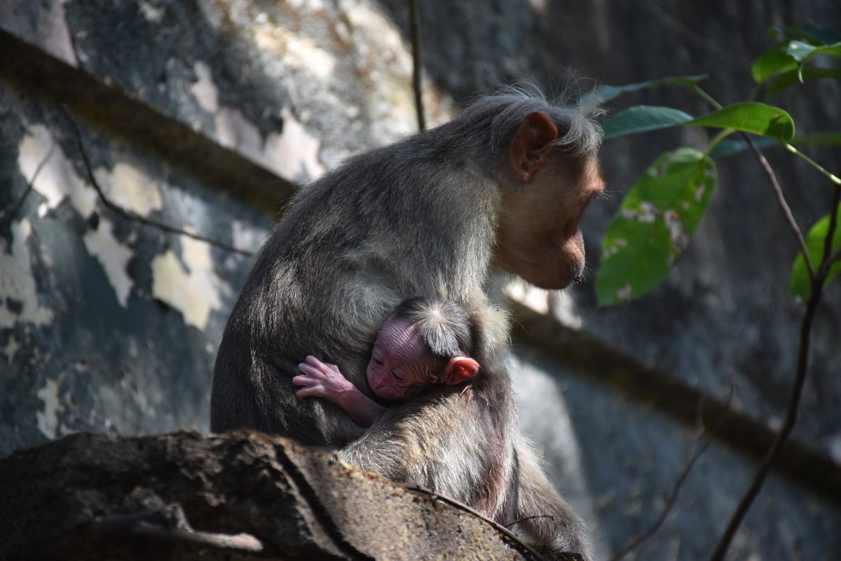 #storiesfromthefield Meet Lion, Lara's baby 🐒 As a low ranking female, others have tried to steal him on a couple of occasions (Olivia, notably). Despite struggling a little with holding him in place with only one arm, she's doing well and appears quite proud to have him 🐒