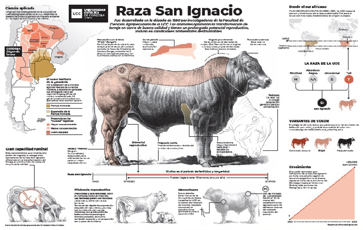 Cumple 30 años la raza bovina "San Ignacio" desarrollada por investigadores de nuestra Facultad de Ciencias Agropecuarias. Lo celebramos en <a href="/Expoagrocom/">Expoagro</a> presentando esta infografía (arte de <a href="/jcolombato/">Juan Colombato</a>) y cinco ejemplares que muestran sus características y virtudes. Mirá el 🧵👇