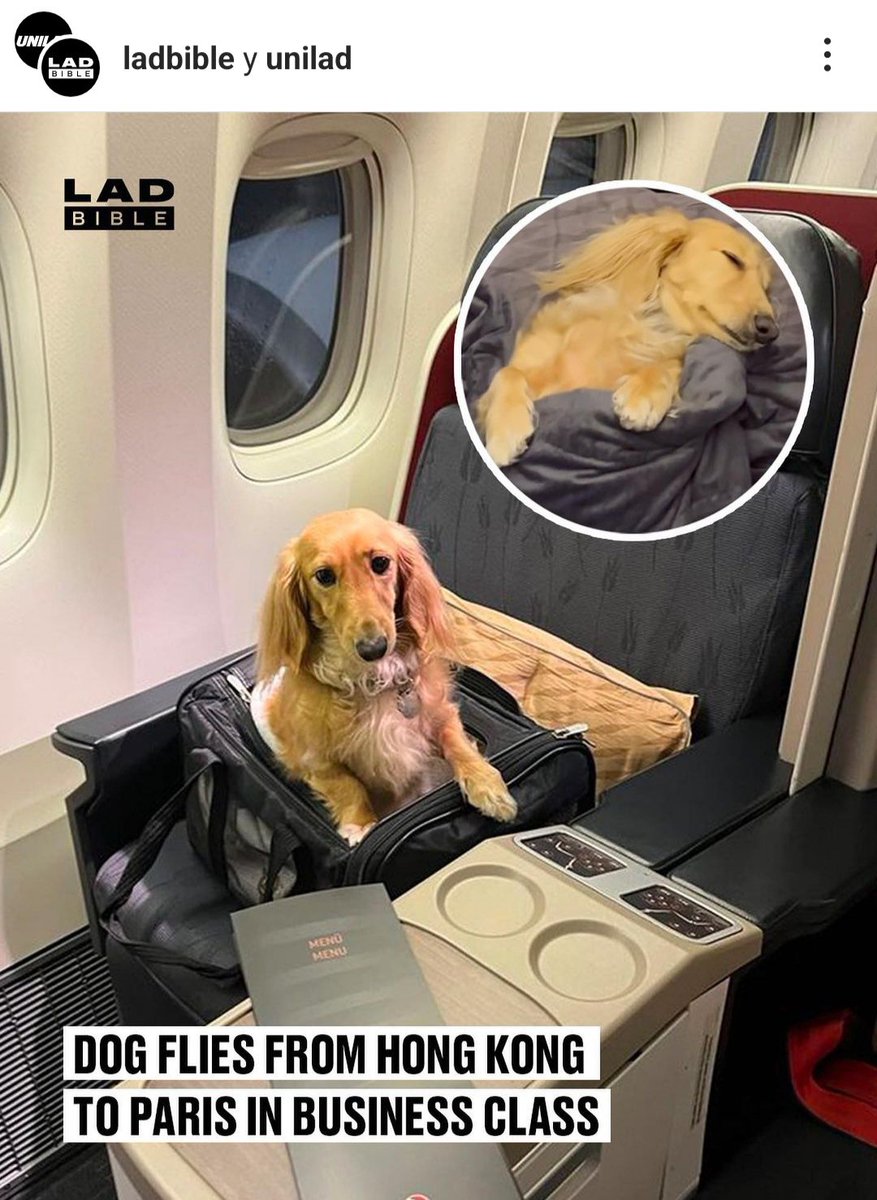diegoacosta_soy's tweet photo. La historia de " Fifi " 
Éste perro , ha volado desde Hong Kong a París en business Class. 
Su dueño decidió que no lo haría en bodega y reservó pasaje para el con todo. El vídeo está siendo viral, pero yo haría lo mismo. Cada uno hasta su dinero donde le da la gana. https://t.co/8oqH5wc29G