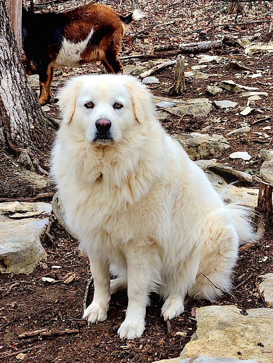 My farm life and connection with animals have been a blessing for me. Animals are amazing! To witness true love and pure heart they bring - precious. #farm #animals #love #guardiandogs #hatching #silkies