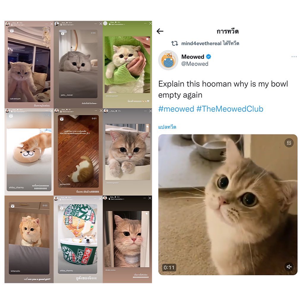 tiyapics's tweet photo. เวลาว่างของพี่มายด์ be like : นั่งดูคลิปน้องอันอัน อินุ อูด้ง อั้ยหยา - cat and dog person ตัวจิง 🖐🏻 https://t.co/potKCtHwwn