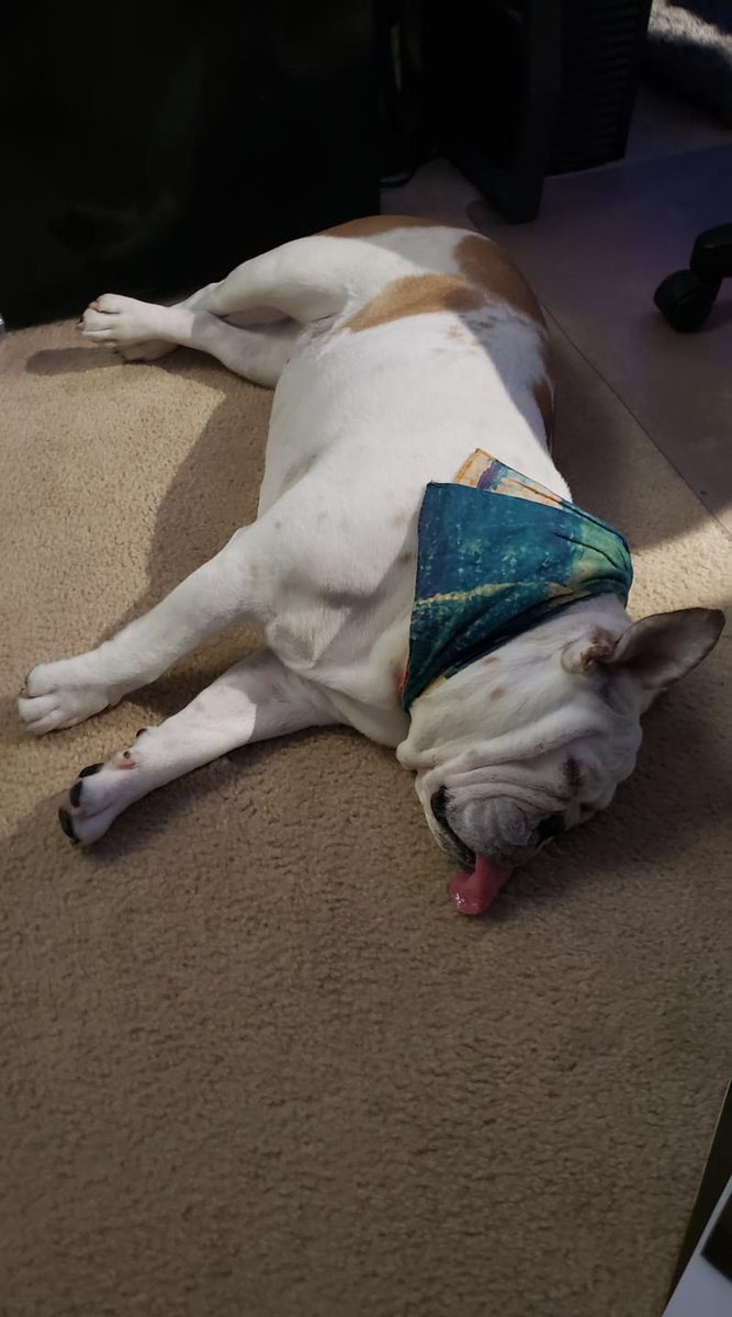Happy #tongueouttuesday from Fenway. #englishbulldogs #fenwaythebulldog