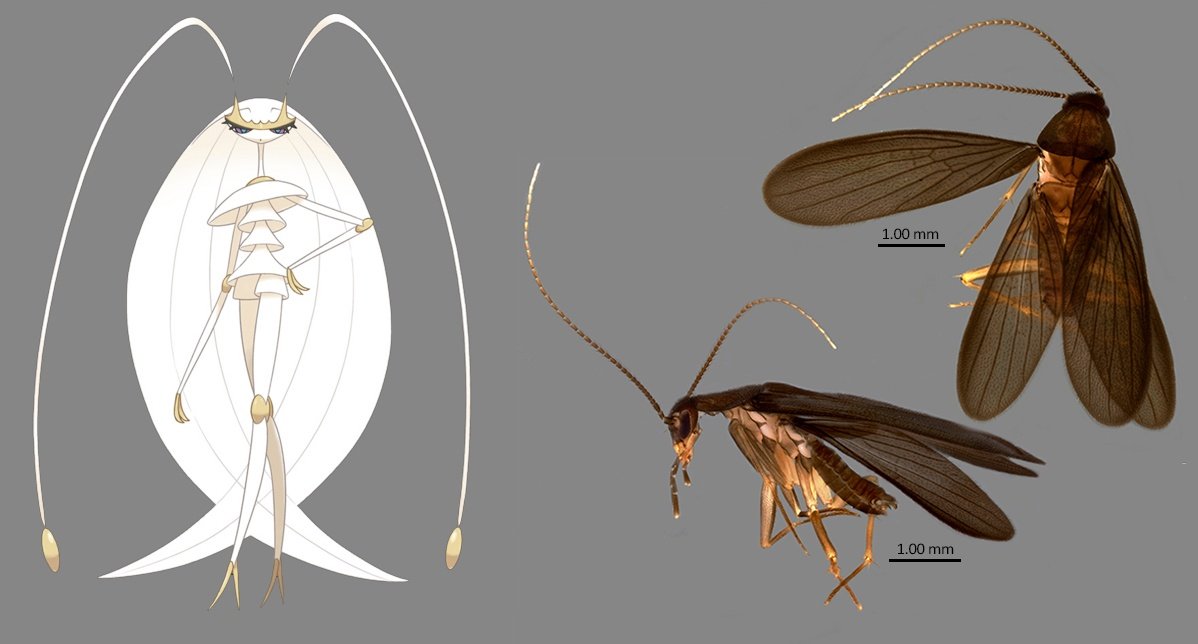 Conheça Nocticola Pheromosa, a barata com nome de Pokémon