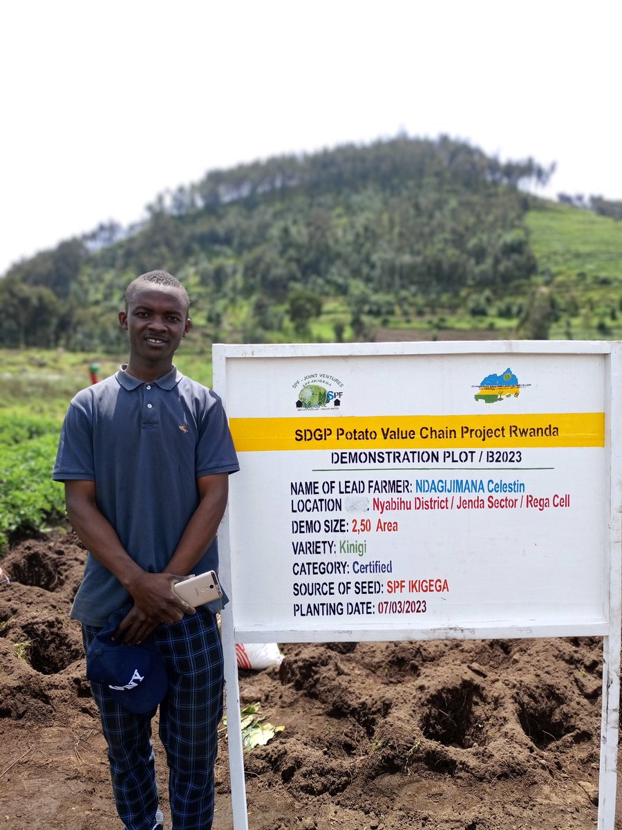 SDGP Potato Value Chain Project Rwanda tweet media