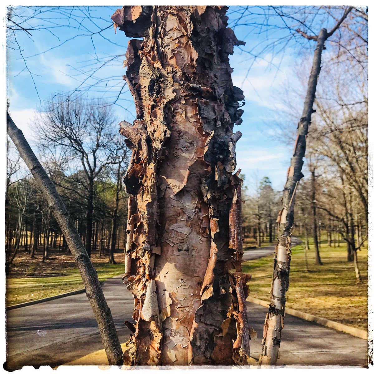 PriceReep's tweet photo. #bark, #forkintheroad, #springaroundthecorner https://t.co/enUXsqoxcu