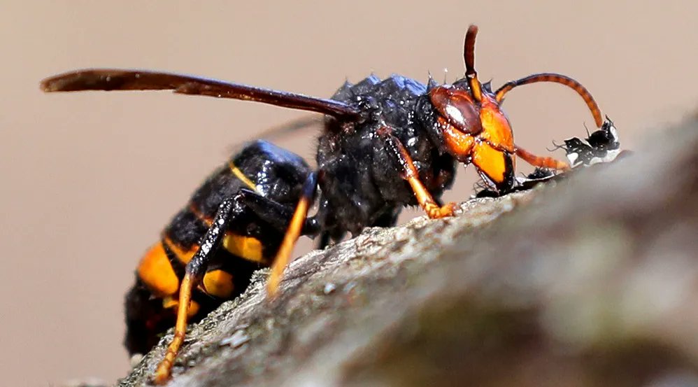 La presencia de la avispa asiática se estabiliza en Asturias

#EspeciesInvasoras
#EEI
#Otras_EEI

lifeinvasaqua.com/presencia-avis…