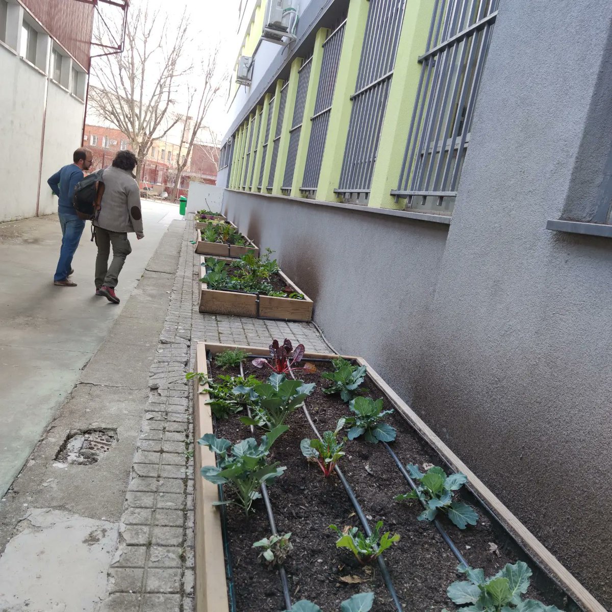 iessimancas's tweet photo. HUERTO EN POPA

En nuestro segundo año como centro participante en el programa de Huertos Escolares, hoy os enseñamos orgullosos cómo se ve nuestro huerto, con el que estamos siendo anfitriones de un Curso de Iniciación al Huerto Escolar. IES Barrio Simancas sostenible. https://t.co/NCN9XtDBOS